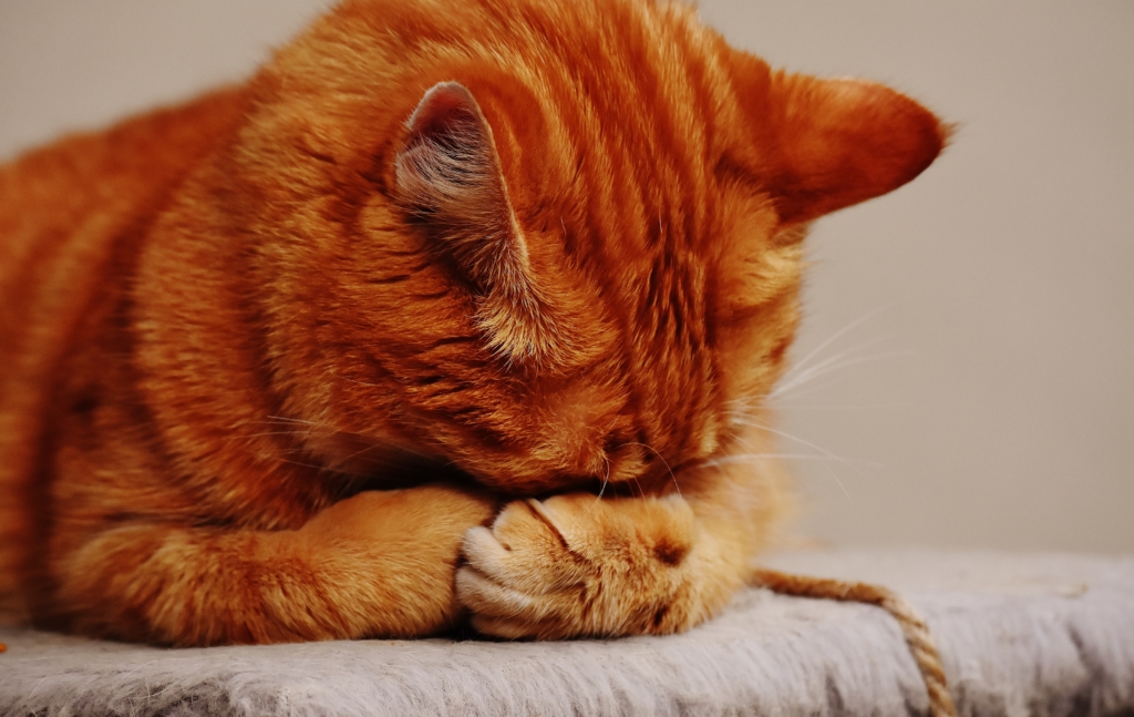 why-is-my-cat-urinating-there-pawtown-veterinary-care