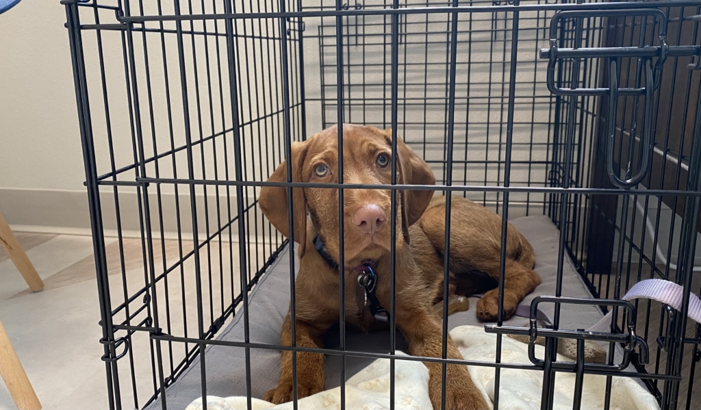 Visual Reference: Crate Training