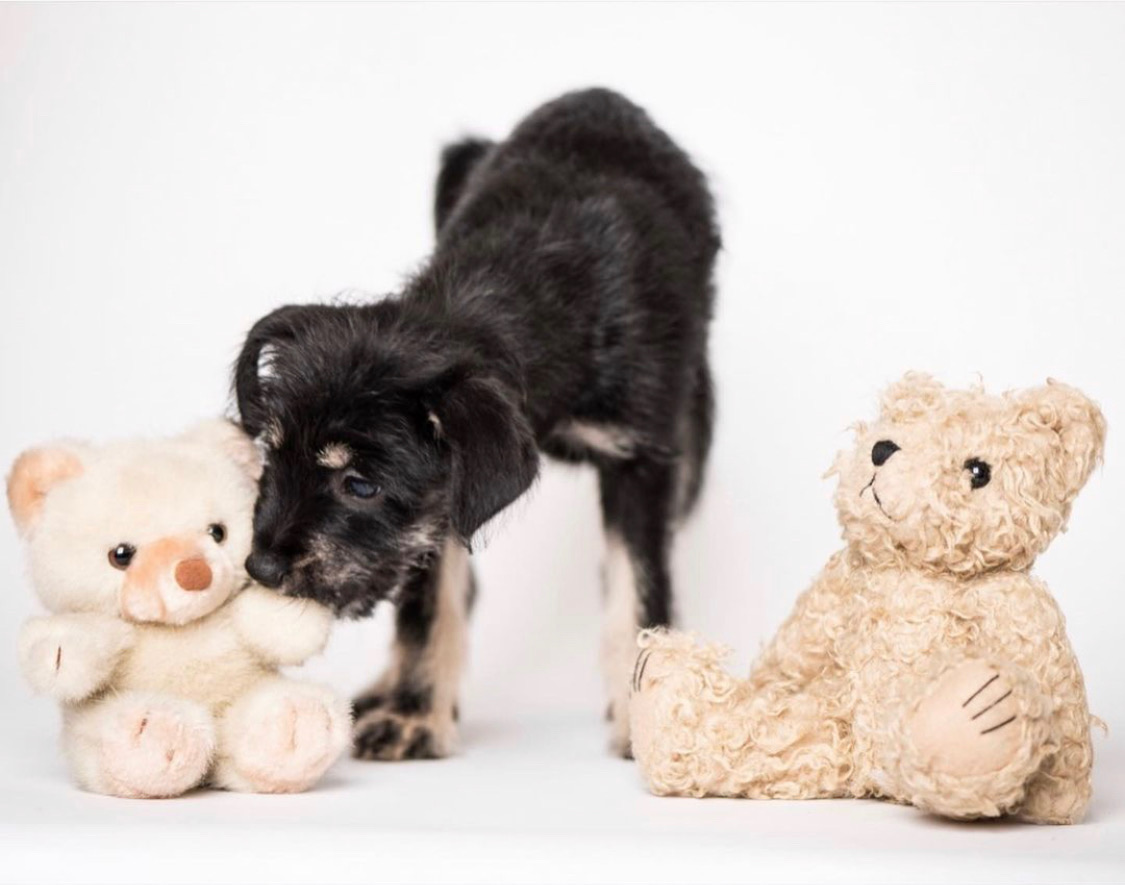 pet-insurance-pawtown-veterinary-care