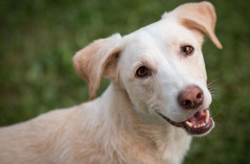 Dog Respiratory Disease Pawtown Veterinary Care