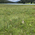 Why Does My Dog Eat Grass?