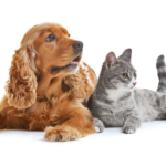 When Should I Bring My Pet to Urgent Care vs. Emergency Services?