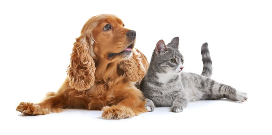 Cute dog and cat together on white background