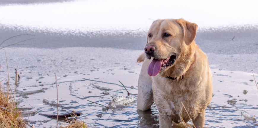 Yellow Labrador Retriever dog standing and panting in a frozen lake on a Bend, Oregon ranch, Deschutes County.