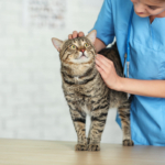 How Should I Prepare My Cat for Their First Visit to a New Veterinary Practice?