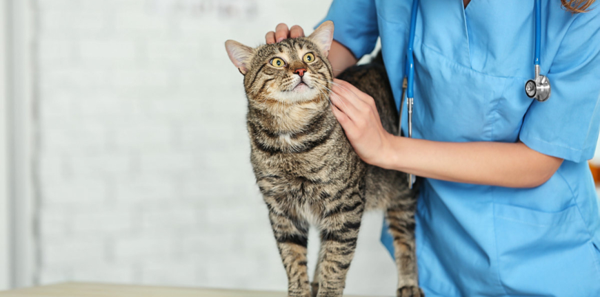 Veterinarian doctor checking cat at a vet clinic