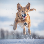How Do I Protect My Pet’s Paws During Bend’s Snowy Winter Months?