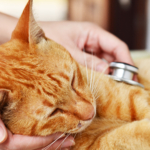 What Warning Signs Mean My Pet Needs Urgent (But Not Emergency) Veterinary Care?
