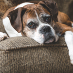 How Often Should Senior Dogs and Cats Get Blood Work in Bend, Oregon?