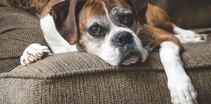 Old Boxer Dog
