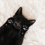 When Should Puppies and Kittens Start Their Preventive Care?