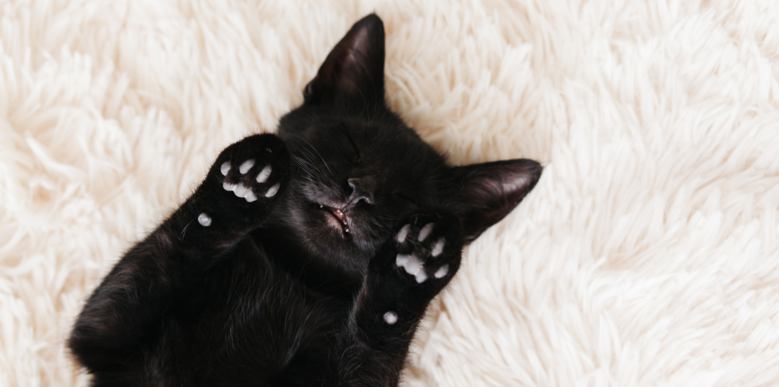 Cute little black kitten sleeps on fur white carpet