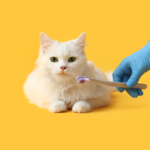 What Are the Signs My Pet Needs Professional Dental Cleaning?