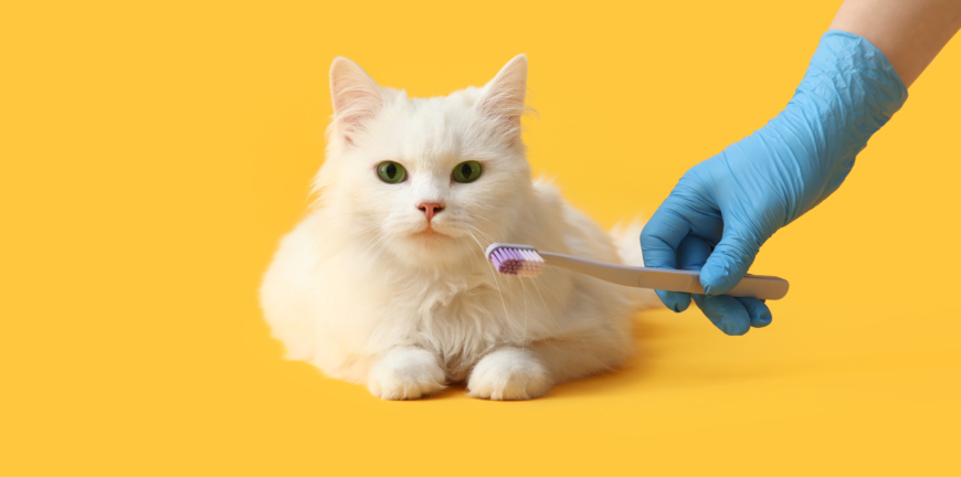 Cute white cat and female veterinarian hand with toothbrush on yellow background. Pet Dental Health Month