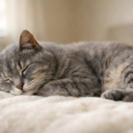 Why Do Indoor Cats Still Need Regular Veterinary Checkups?