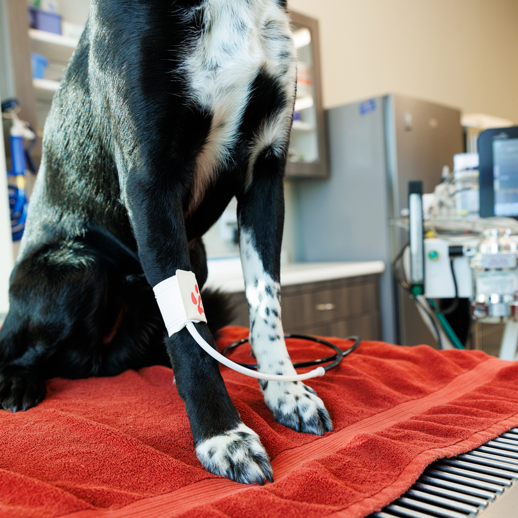 PAWTOWN VETERINARY CARE PAWTOWN VETERINARY CARE