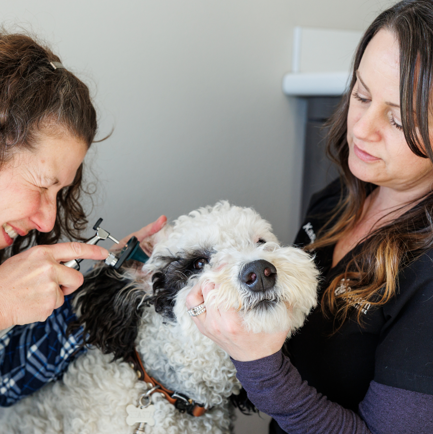 PAWTOWN VETERINARY CARE PAWTOWN VETERINARY CARE