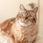 Senior Cat Health: Recognizing Kidney Disease and Hyperthyroidism Early