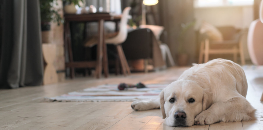 Portrait of cute dog lying on floor in the room and resting