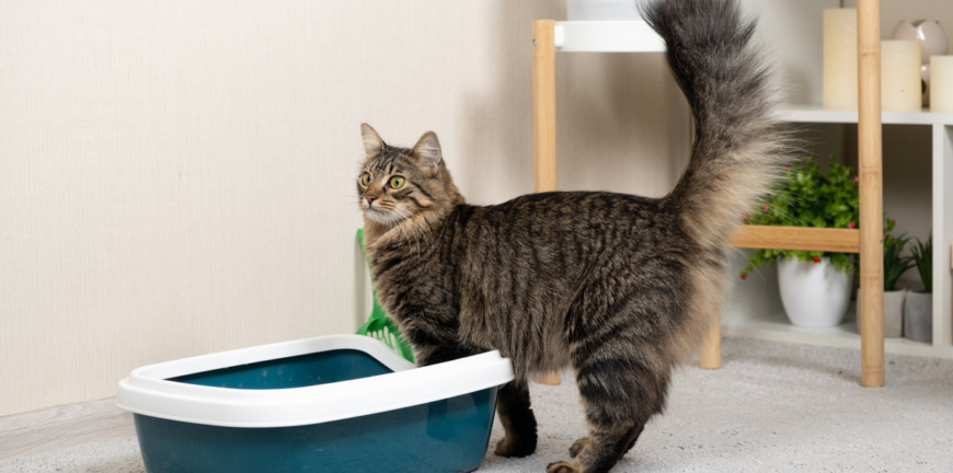 A domestic cat is accustomed to the toilet, a litter box