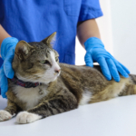 How to Keep Your Cat Calm During Vet Visits