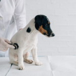 What to Expect at Your Dog’s First Annual Wellness Exam