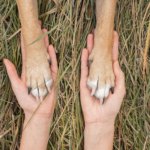 What to Do If Your Dog or Cat Gets a Cheatgrass Awn Stuck in Their Paw, Ear, or Nose