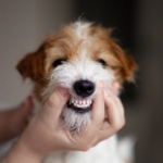 Why Dental Health Is About More Than Just Your Pet’s Teeth