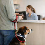 How to Find the Right Vet for Your Pet When You Move to Bend